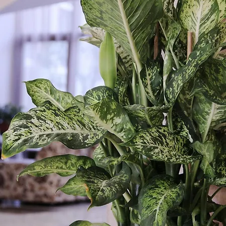 Kamchia Park Altın Kumlar