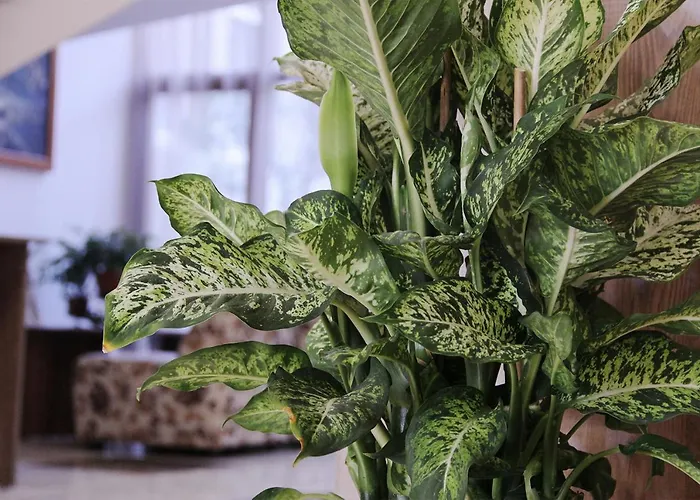 Kamchia Park Złote Piaski